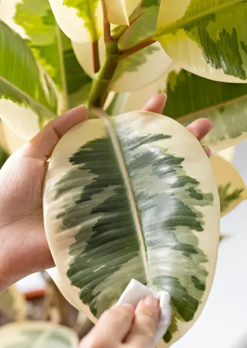 Ficus Tineke Rubber Tree Care 2