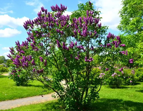 Amazing Beautiful Trees with Purple Flowers 