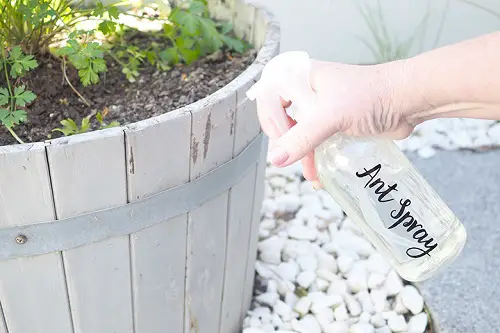 Get Rid of Ants