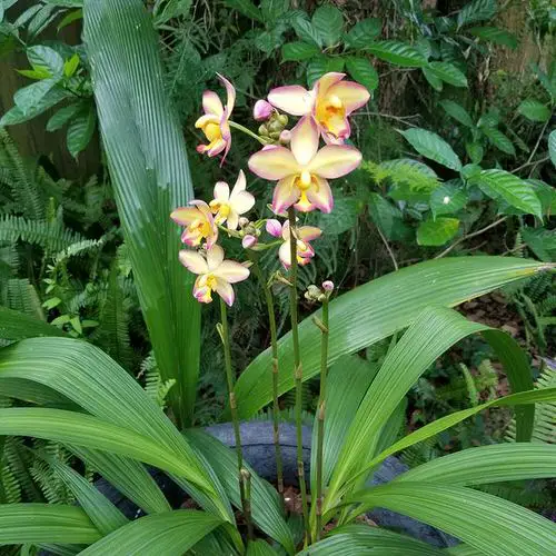 Top Flowers for Direct Sunlight in garden