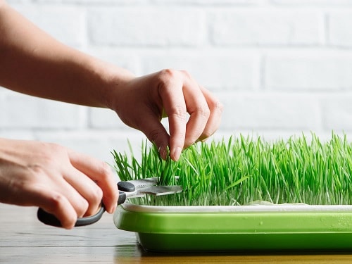 Growing Wheatgrass