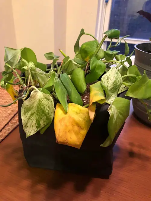 Hard Water is a reason for yellow leaf