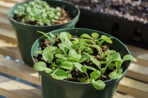 Vinegar Improves Seed Germination1