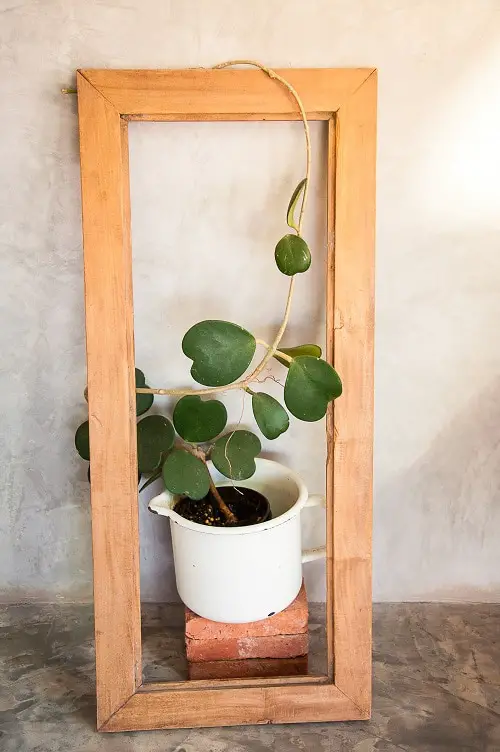 Hoya Kerrii Care Indoors 3