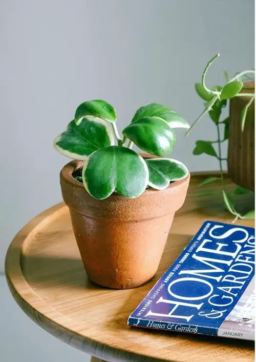 Hoya Kerrii Care Indoors