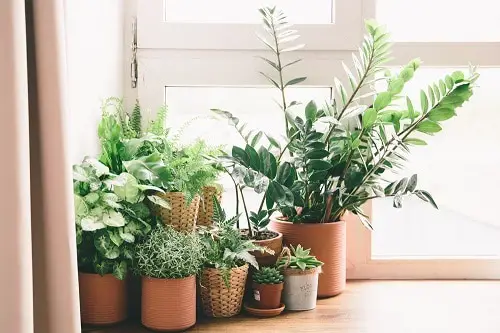 Best Light Hacks for Indoor Plant Growers