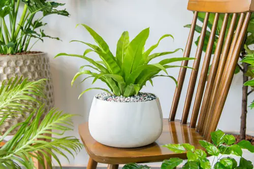 Japanese Indoor Plants