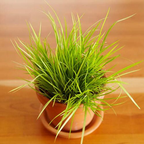 top best Japanese Garden Plants 