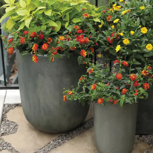 How to Grow Lantana