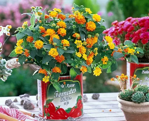 Scientifically Proven Plant that Mosquito Hate Most