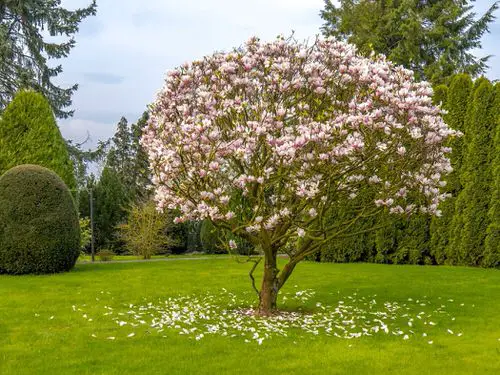 top best Beautiful Trees with Purple Flowers 