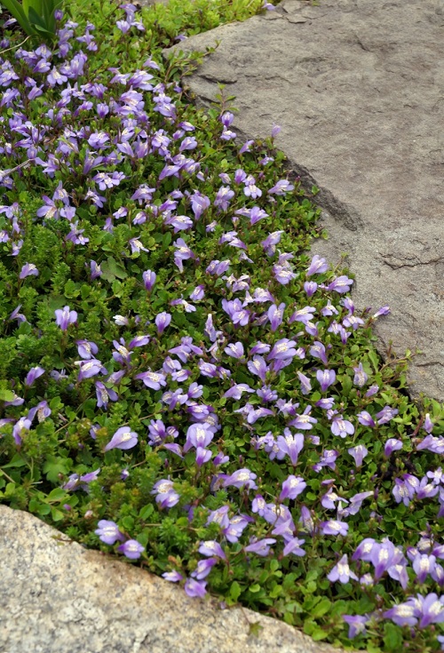 Flowering Ground Cover 45