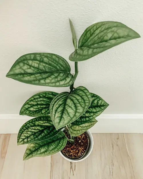 Monstera Peru Care 2