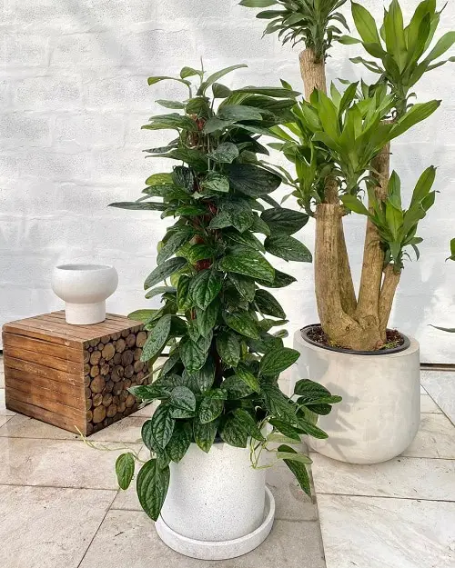 Monstera Peru Care