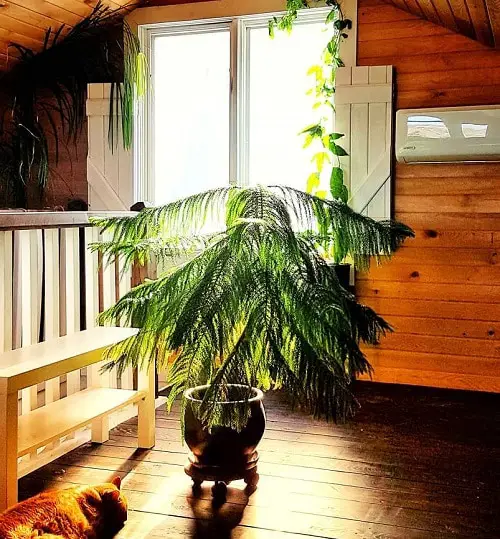 Norfolk Island Pine Care Indoors