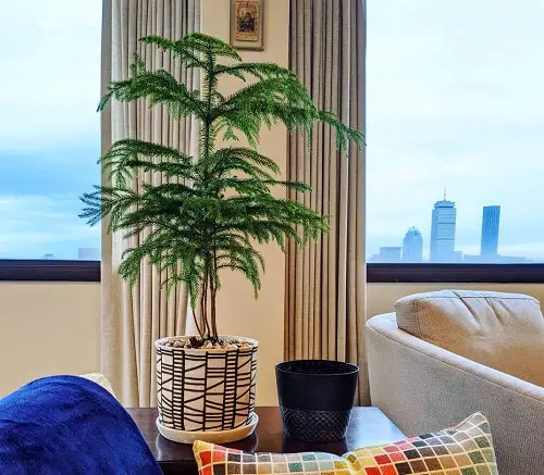 Norfolk Island Pine Care Indoors 2