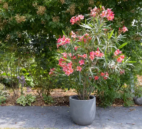 top best Flowers That Require Little Water 