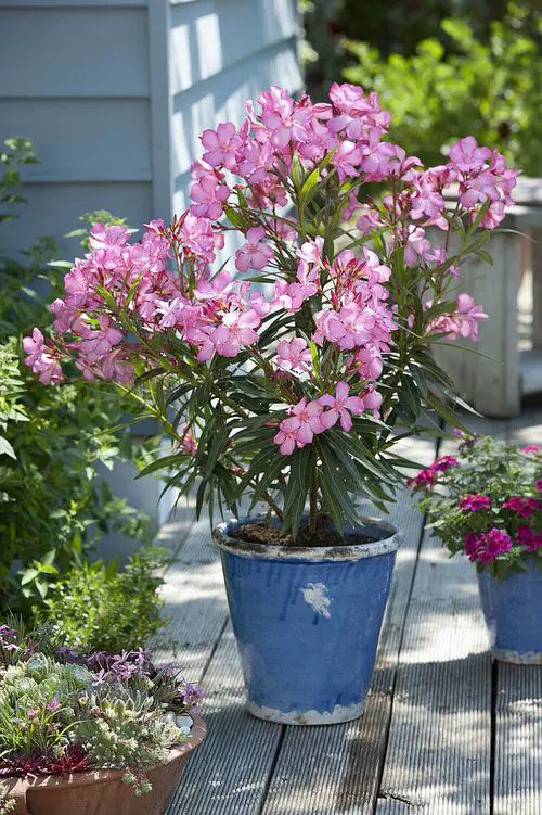 Flowers that Start with O 11