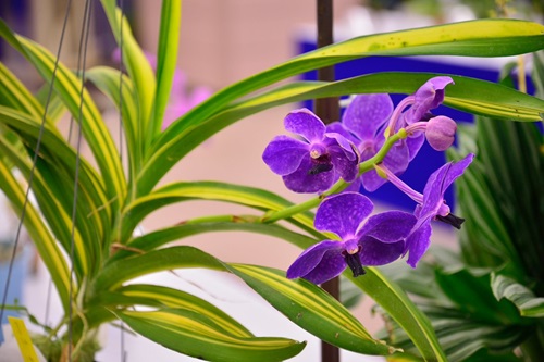  Gorgeous Orchids with Decorative Leaves