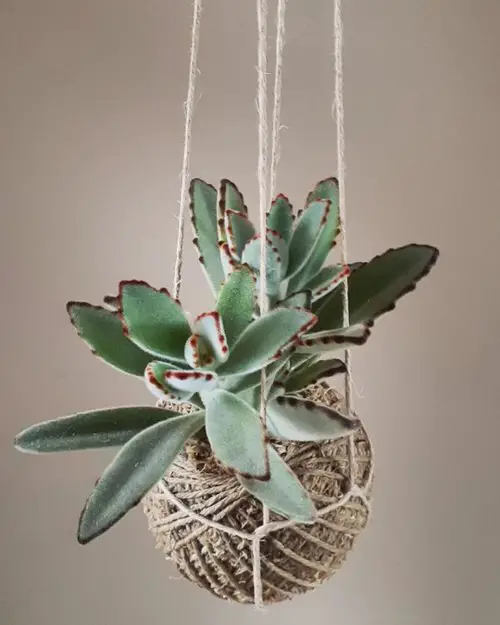 Best Hanging Succulents in moss ball