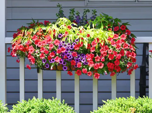 Things to Do with Petunias 3