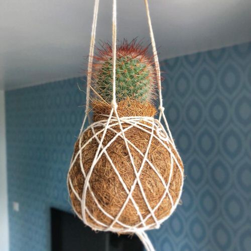 hanging Spiny Pincushion Cactus