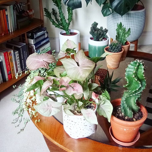 Ways to Display Pink Syngonium in table