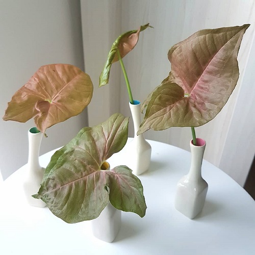 Ways to Display Pink Syngonium