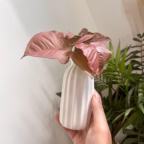 Ways to Display Pink Syngonium indoor