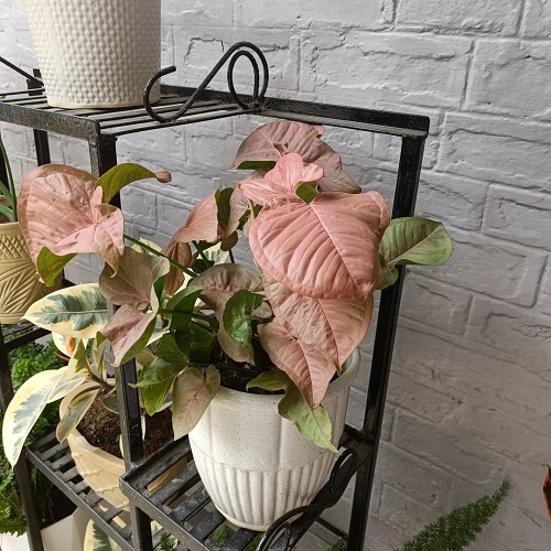 Ways to Display Pink Syngonium in centerpiece