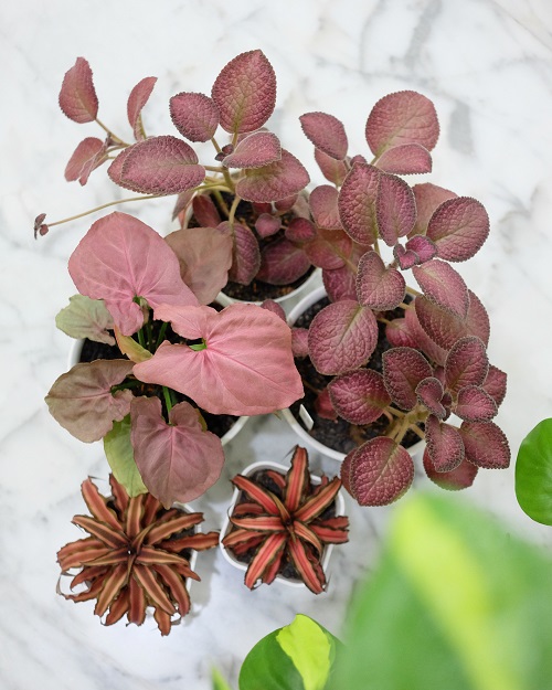 Ways to Display Pink Syngonium indoor