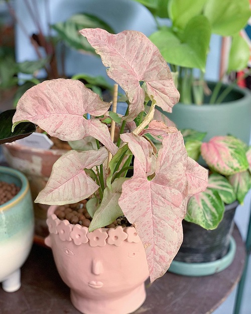beautiful Ways to Display Pink Syngonium
