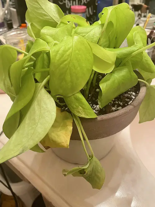 Pot Without Drainage Holes