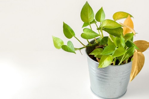 Pothos Leaves Turning Yellow