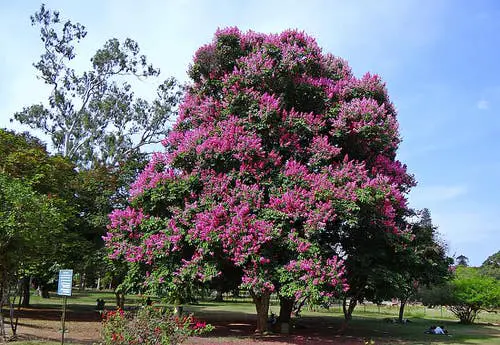 Trees with Purple Flowers in yard