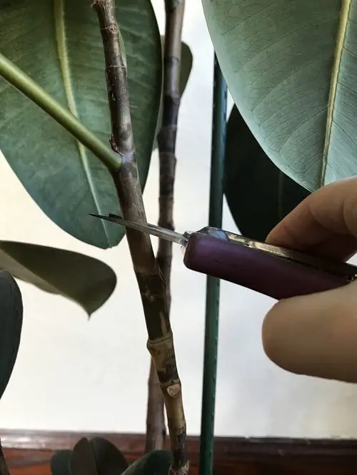 How Does Vodka Help in Propagation