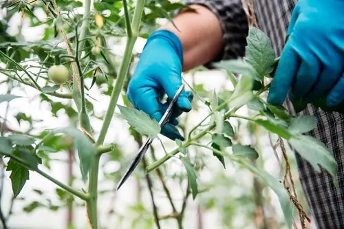 Tomato Plant Pruning for an Increased Harvest