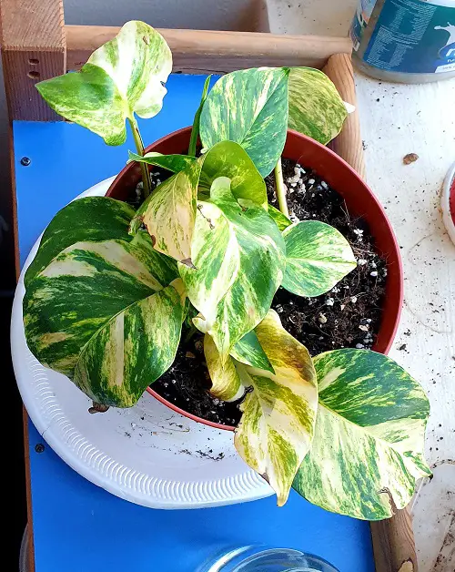 Root rot Reasons for Pothos Leaves Turning Yellow