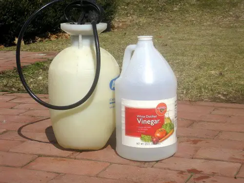 Amazing Vinegar Uses in Gardens Remove Moss from Garden Paths