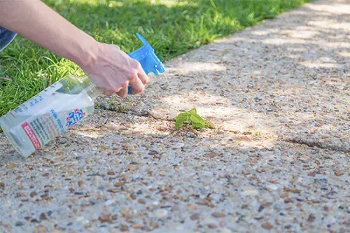 Amazing Vinegar Uses in Gardens and Homes 2