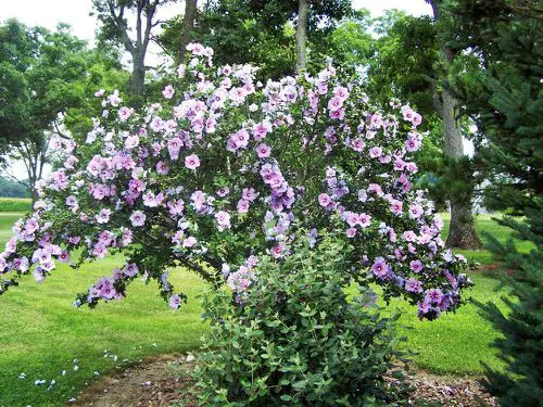Amazing Trees with Purple Flowers 5
