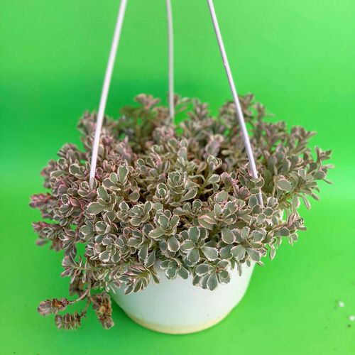 Variegated Caucasian Stonecrop Hanging Succulents with Pictures