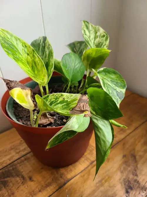 Southern Blight reason