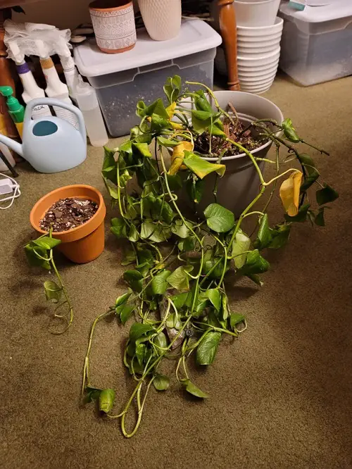 Underwatering Reasons for Pothos Leaves Turning Yellow