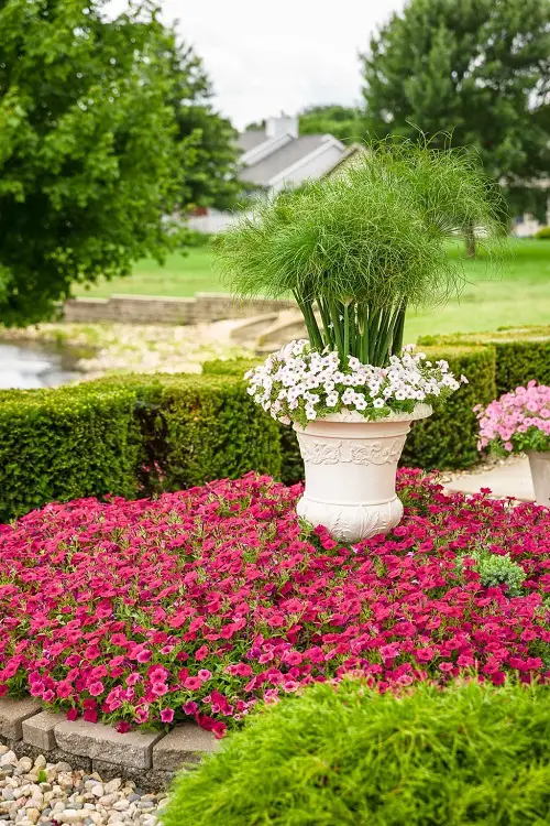 Use Petunias as Ground Covers