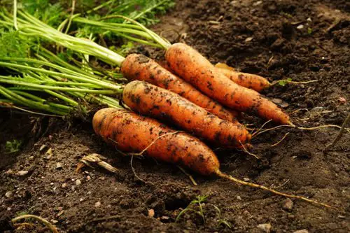 What Do Carrot Sprouts Look Like