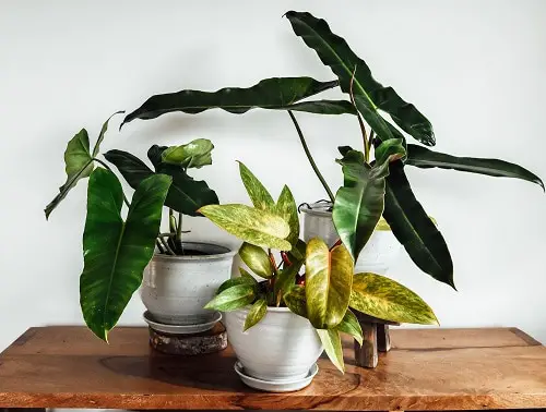 How to Bottom Water Your Plants