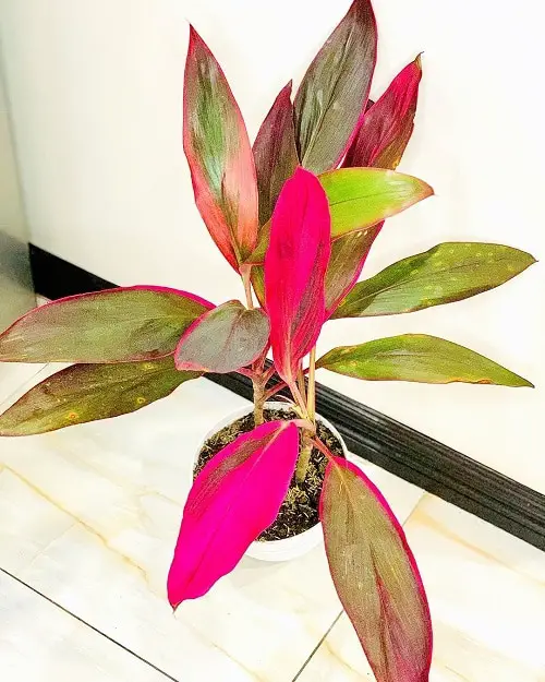 How to Grow Cordyline Plant Indoors 2