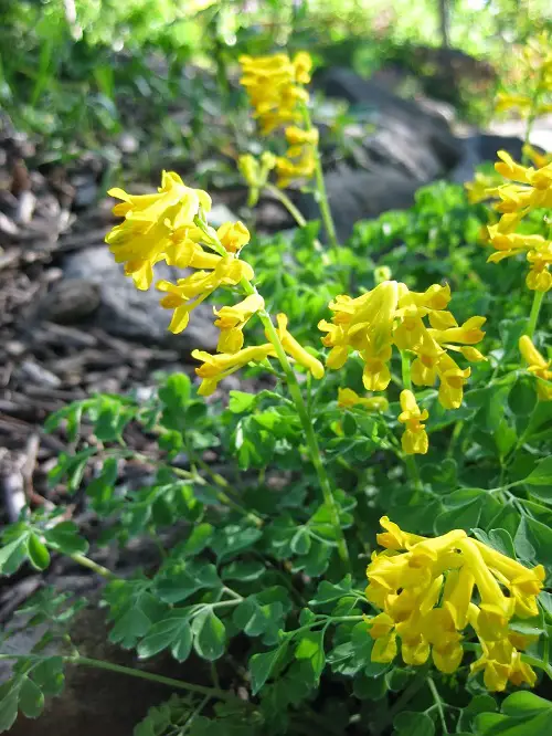 beautiful Four-petaled yellow flowers 