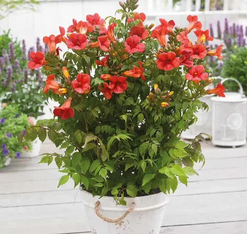 Climbing Plants for Pots 6